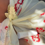 EMI JAY Lil Effing Clip in Citrine Petal Eyelet - Середній крабик для волосся "Citrine Petal Eyelet" - фото №1 EMI JAY Lil Effing Clip in Citrine Petal Eyelet - Середній крабик для волосся "Citrine Petal Eyelet" - фото №1